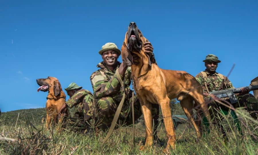 Wildlife Ranger Challenge, Northern Rangelands Trust K9 handles and dogs. Taken by Ami Vitale