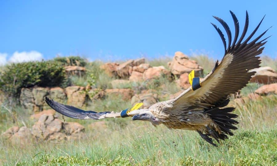 Tagged Vulture, monitored by Vulpro.