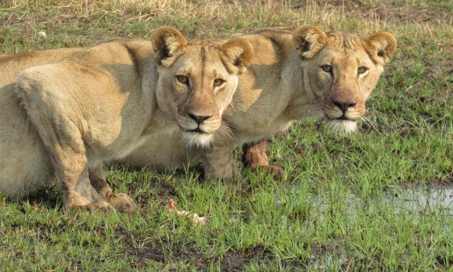 CLAWS Conservancy - Secharo and Sister