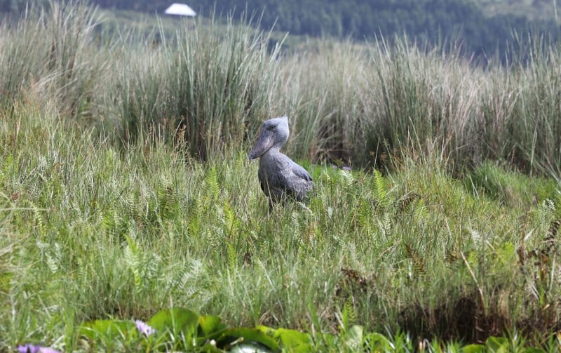Shoebill at Mabamba Wetland