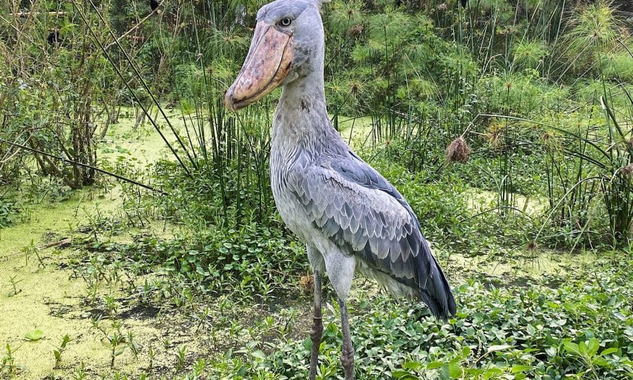 Shoebill