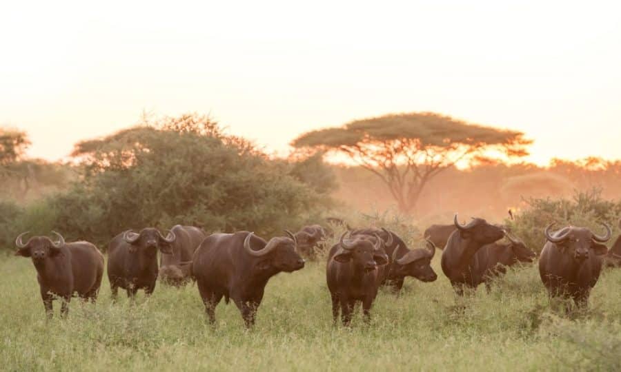 Singita Pamushana (Wildlife - Buffalo