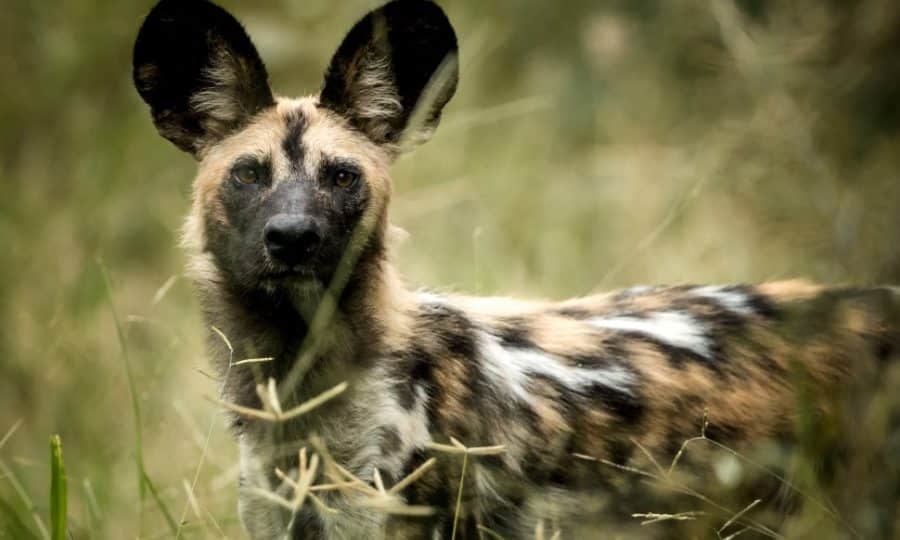 Wild dog Africa
