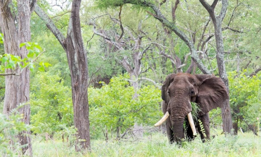 Africa luxury holidays elephants