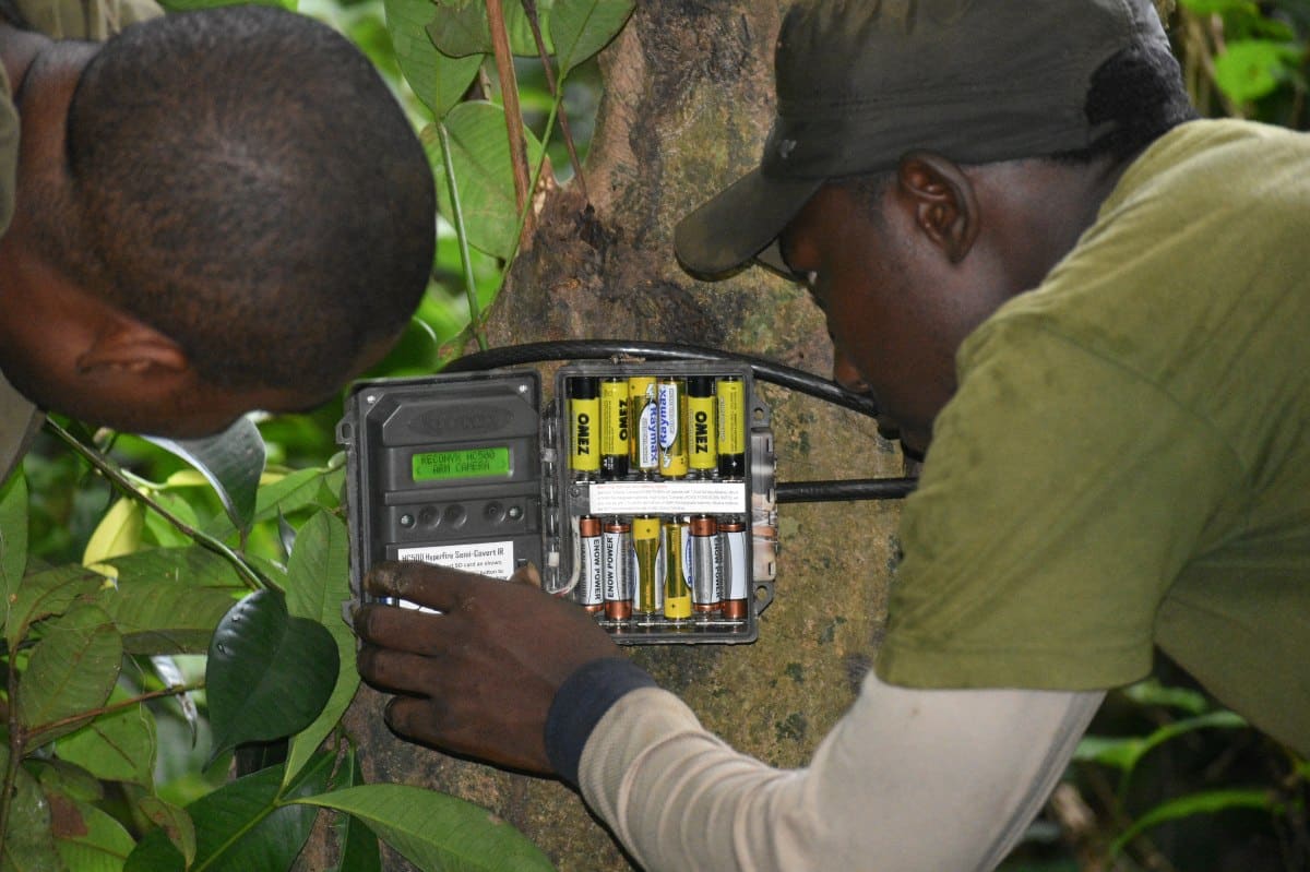 SW Niger Delta Forest Camera trapping Copyright swnigerdeltaforestproject