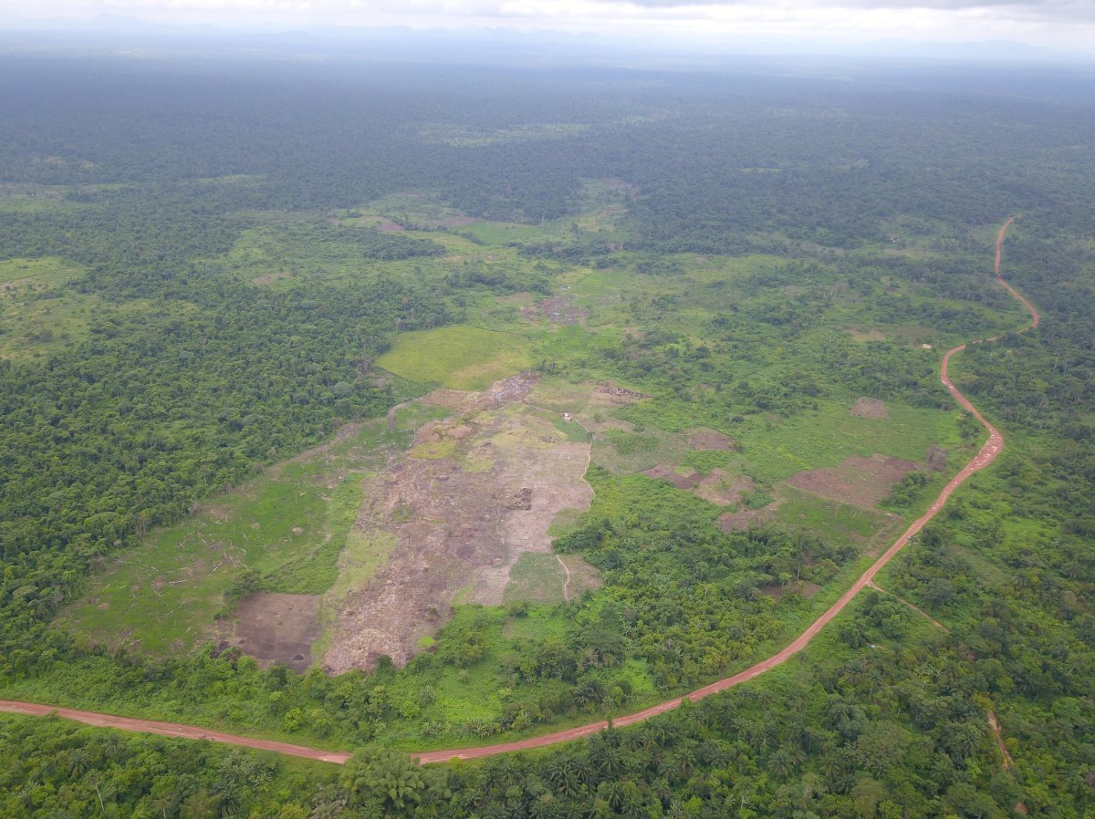 SW Nigeria Ise forest before conservation intervention