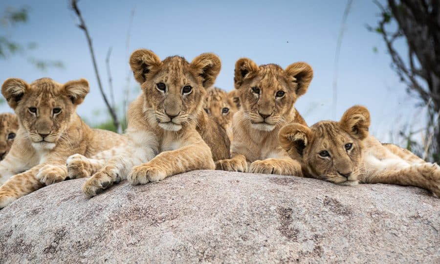 Lion cubs in Tanzania