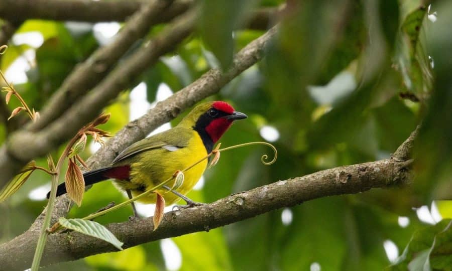 Nyungwe National Park, Tusk Wildlife Ranger Award