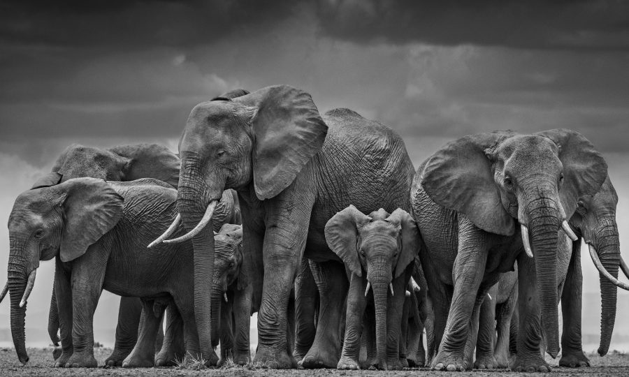 The Circle of Life © David Yarrow