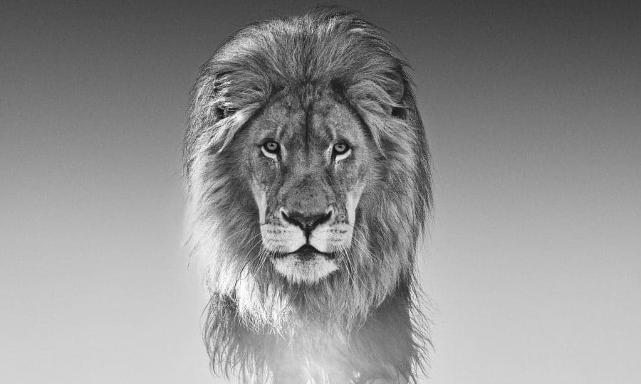 David Yarrow - The Old Testament