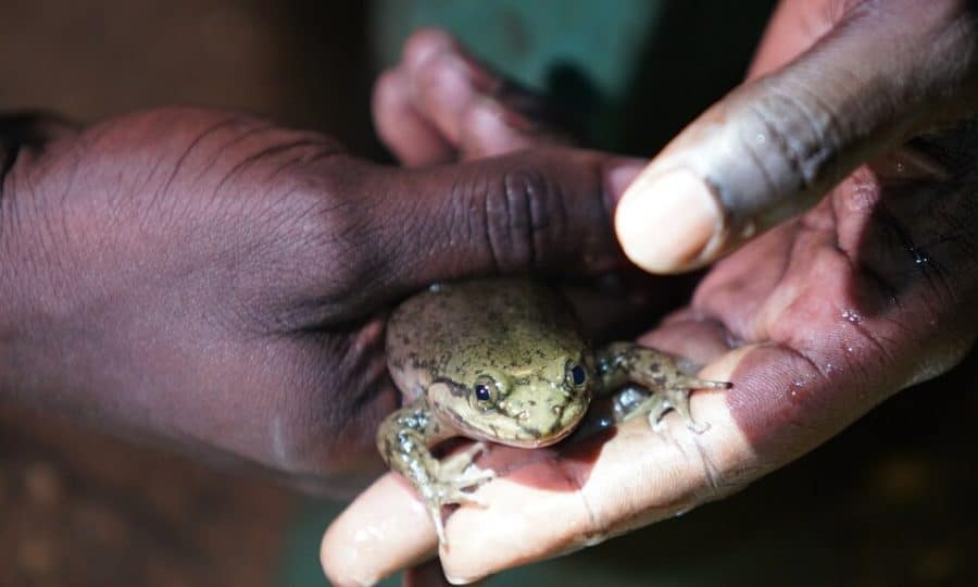 The Togo Slippery Frog