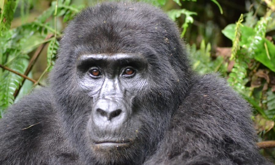 Gorilla portrait