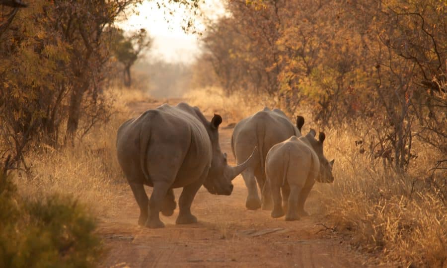 Save The Waterberg Rhino