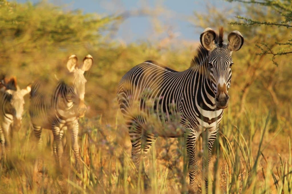 Grevy's zebra ©Nelson Guda