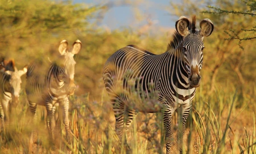 Grevy's zebra ©Nelson Guda