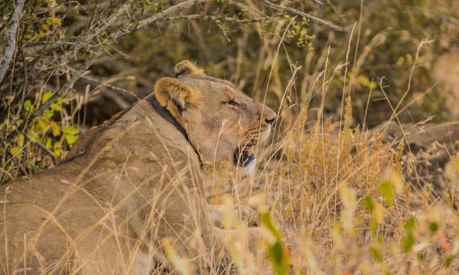 Tusk Trust - Lion Landscapes Victoria