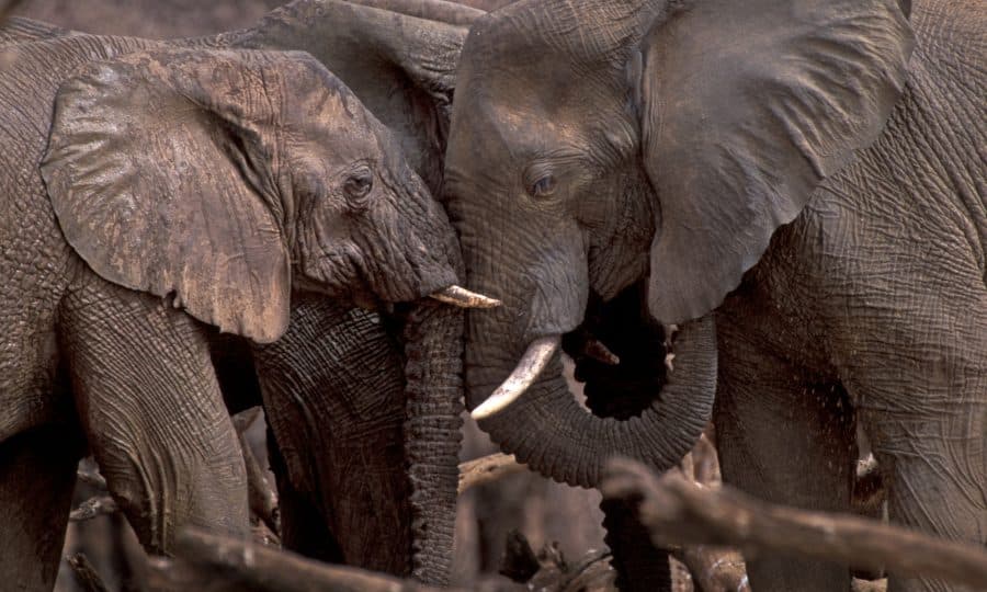 Tusk Trust - Mali Elephant Project © Carlton Ward