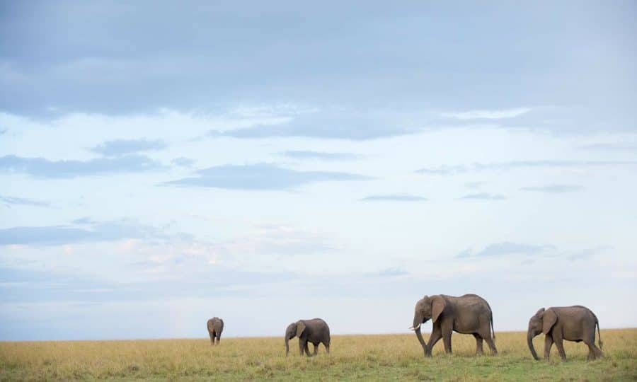 Tusk Trust - Mara Elephant Project