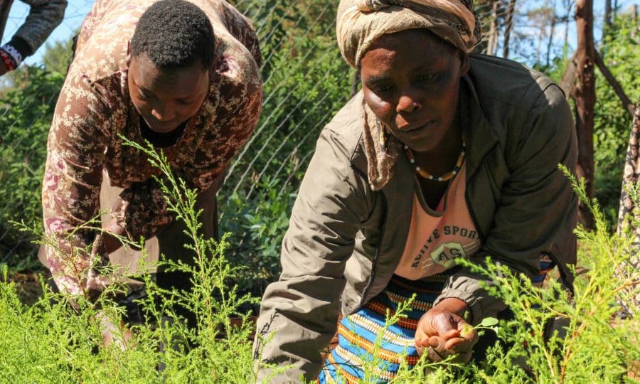 Tusk Trust - Ngare Ndare Tree Planting