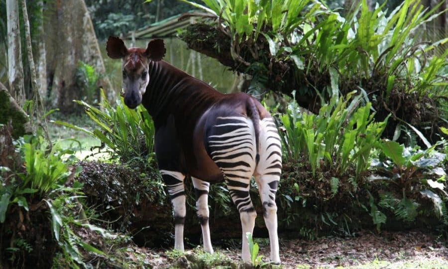 Tusk-Trust-Okapi-Conservation