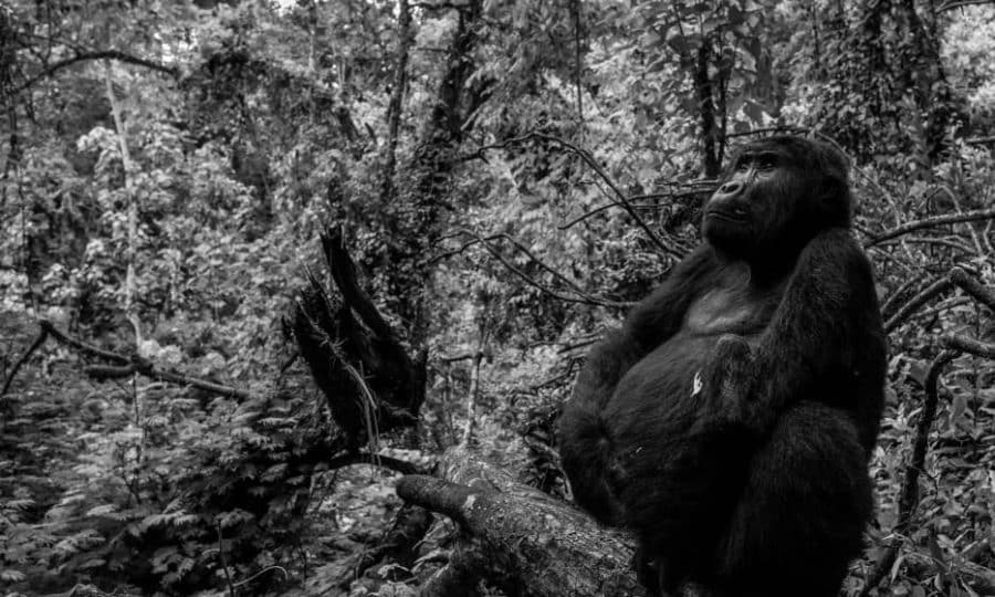 Tusk Trust - Pole Pole The blackback male Meteo with the left hand off photo David Yarrow