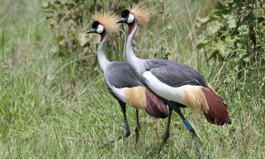 Tusk Trust - Rwanda Wildlife Conservation Association 2