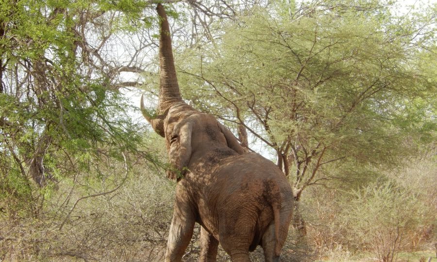 Tusk Trust - Save Valley Conservancy - Elephant on Mokore – Donovan Jooste