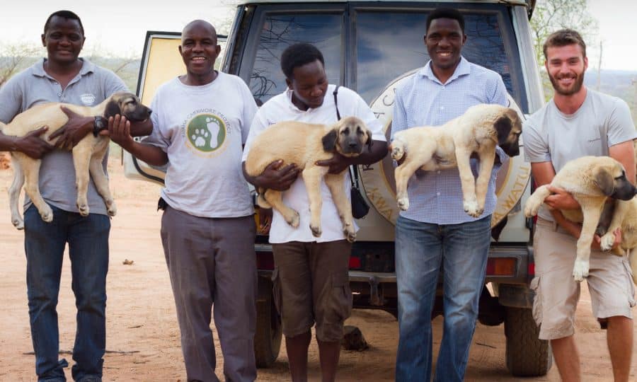 Tusk Trust - The Ruaha Carnivore Project 2