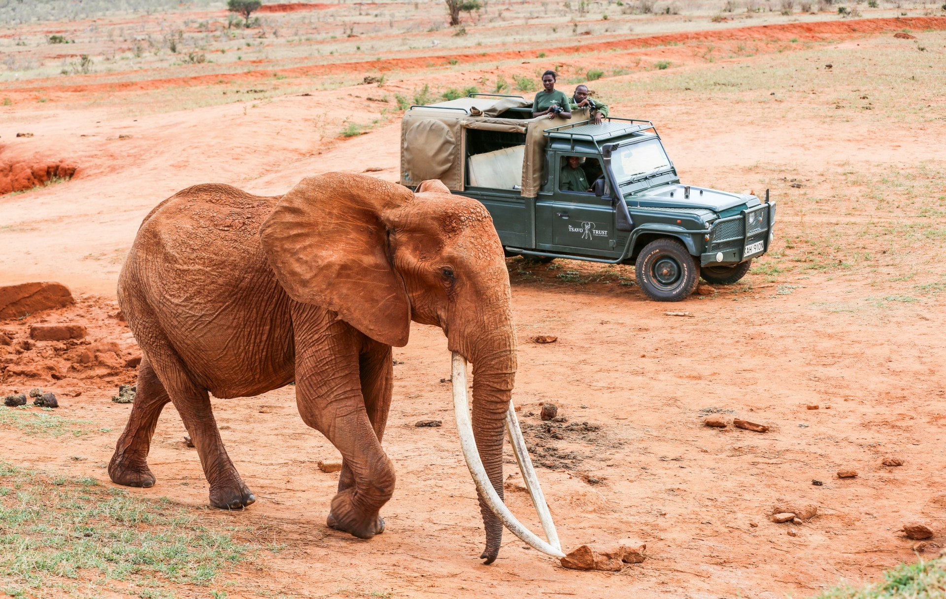 Tusk Trust - Tsavo Trust - Research and Monitoring Team with a cow Tusker