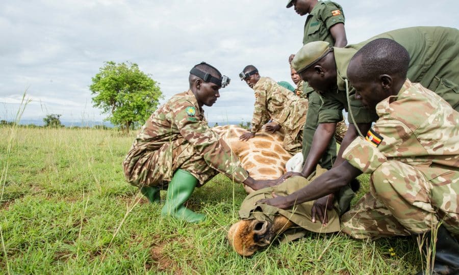 Tusk Trust - Uganda Conservation Fund Vet_Research_Giraffe_MFCA_2015_©Sherry.McKelvie (1)