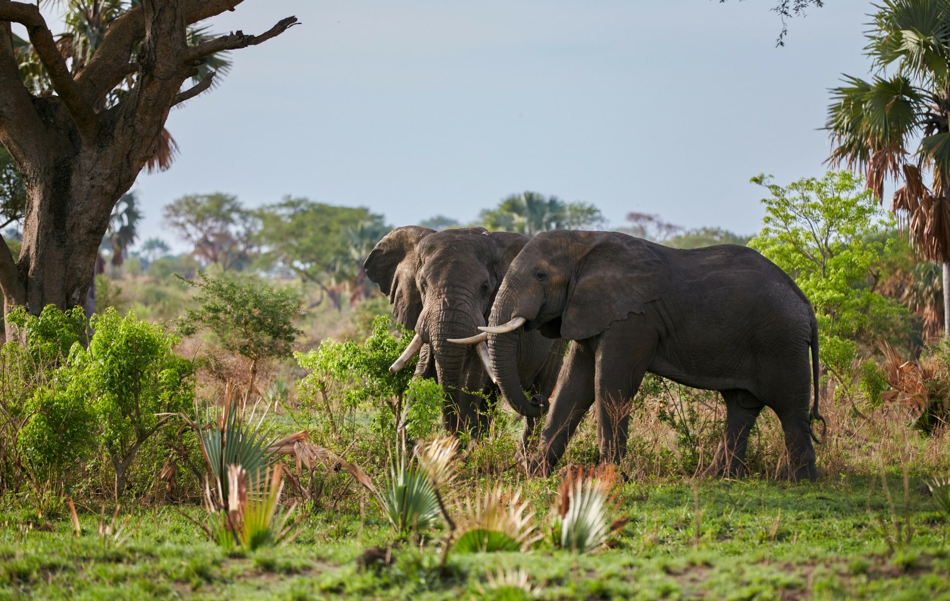Tusk Trust - Uganda Conservation Fund