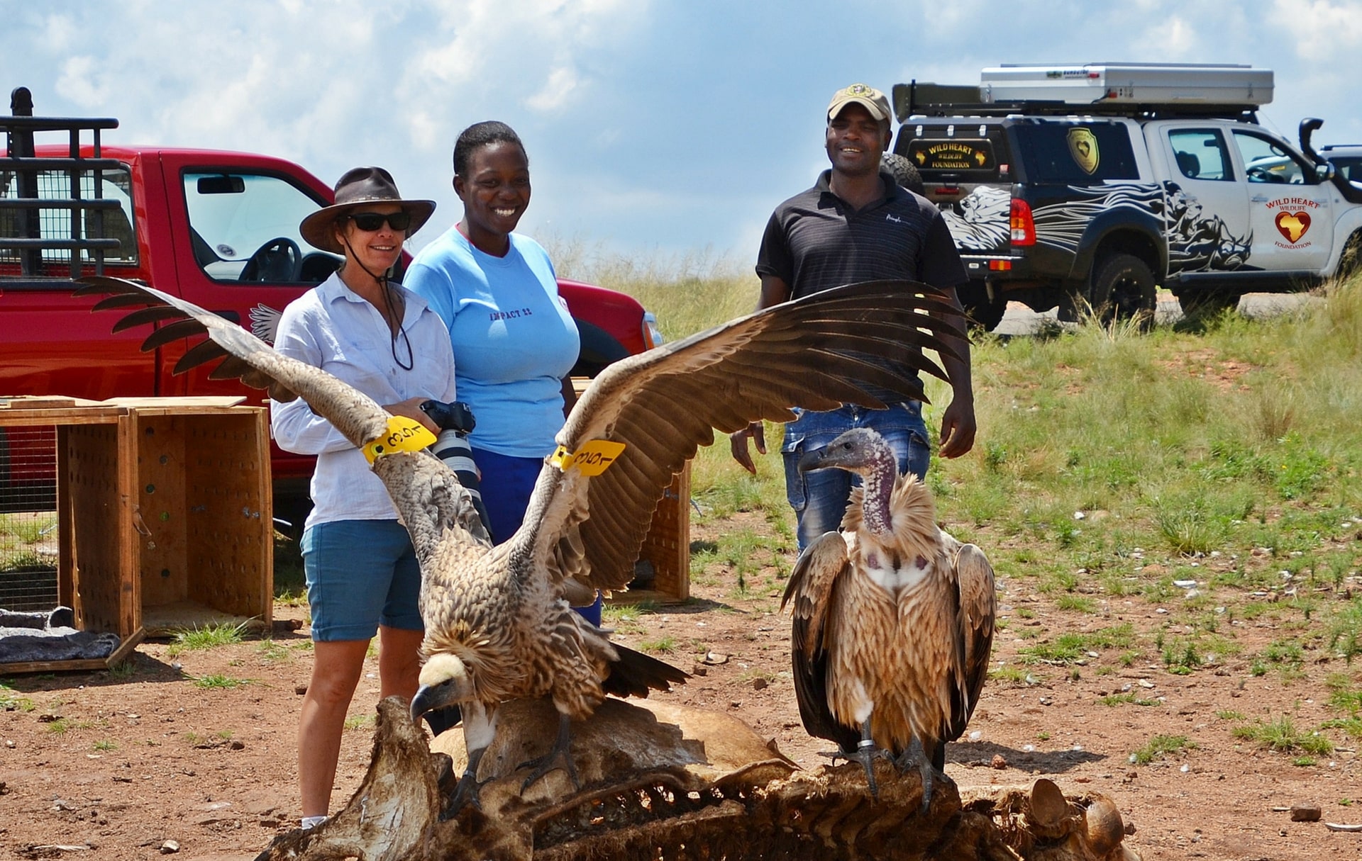 Tusk Trust - Vulture Conservation Release