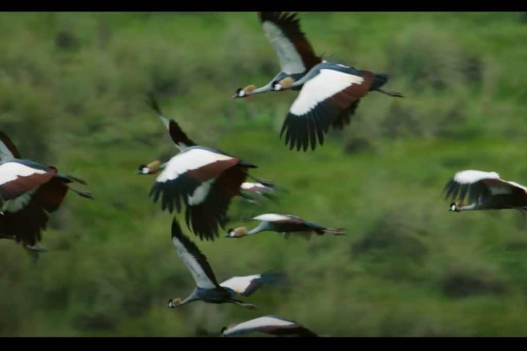 Conservation Heroes – The Crane Man