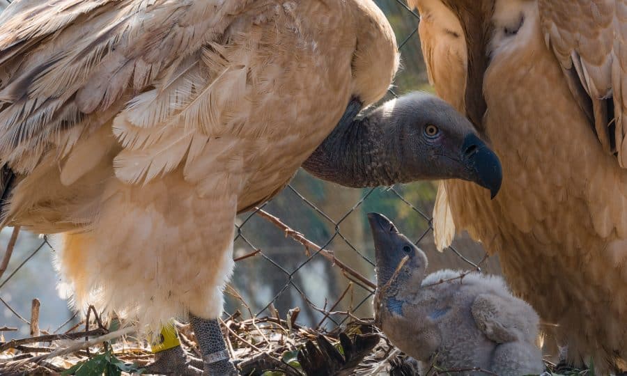 Vultures at VulPro Site