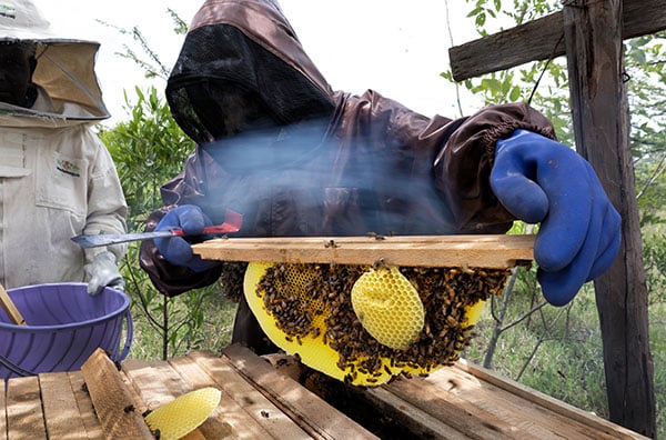 Honey comb and hive. © Nick Spollin