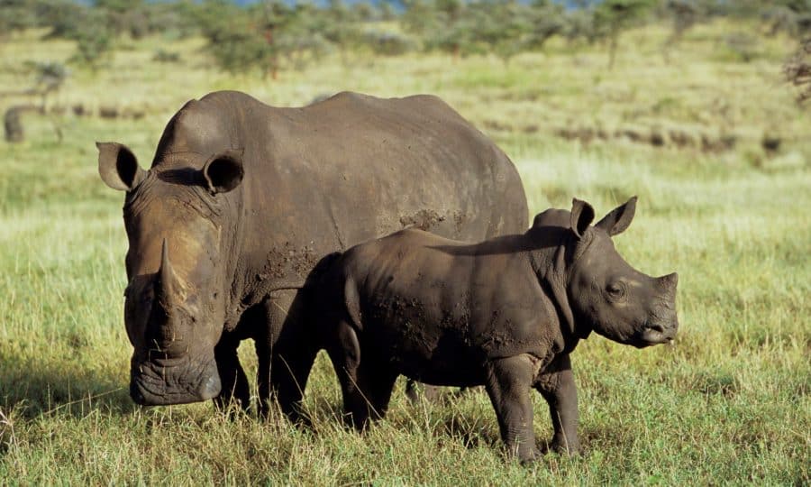White Rhino &amp; Calf at Lewa © Merrick