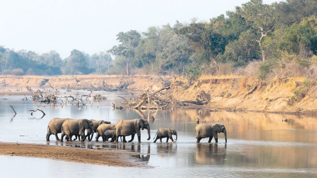 African Elephants in the water