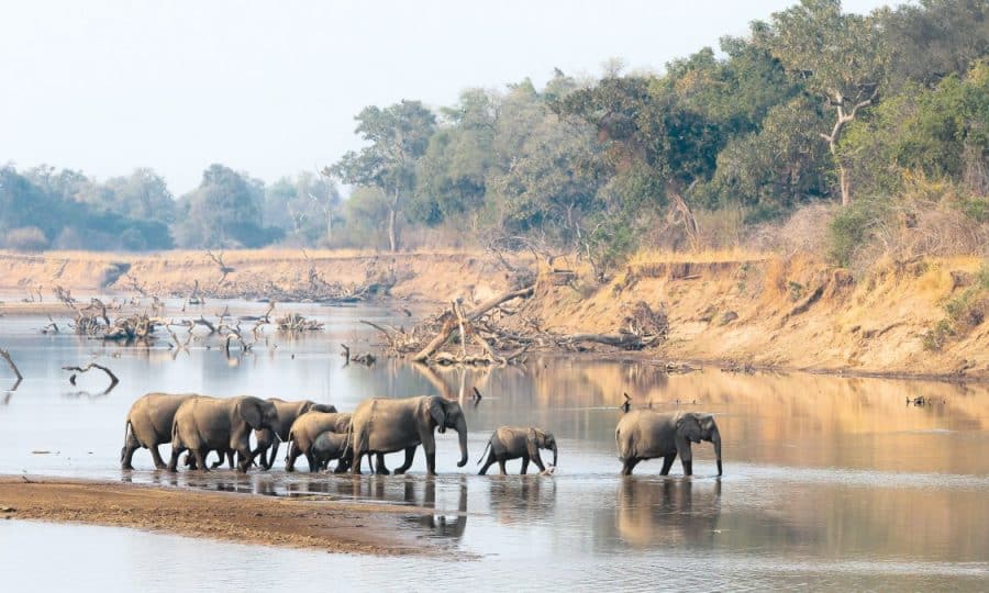 African Elephants in the water