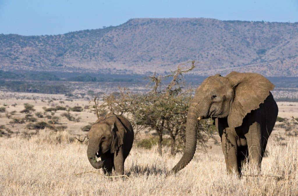 African Elephants in Lewa