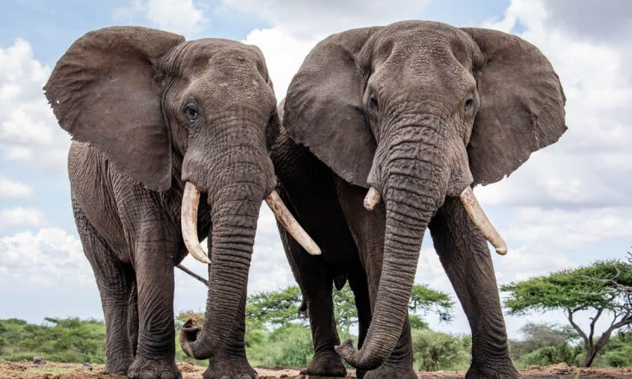 Two African Elephants