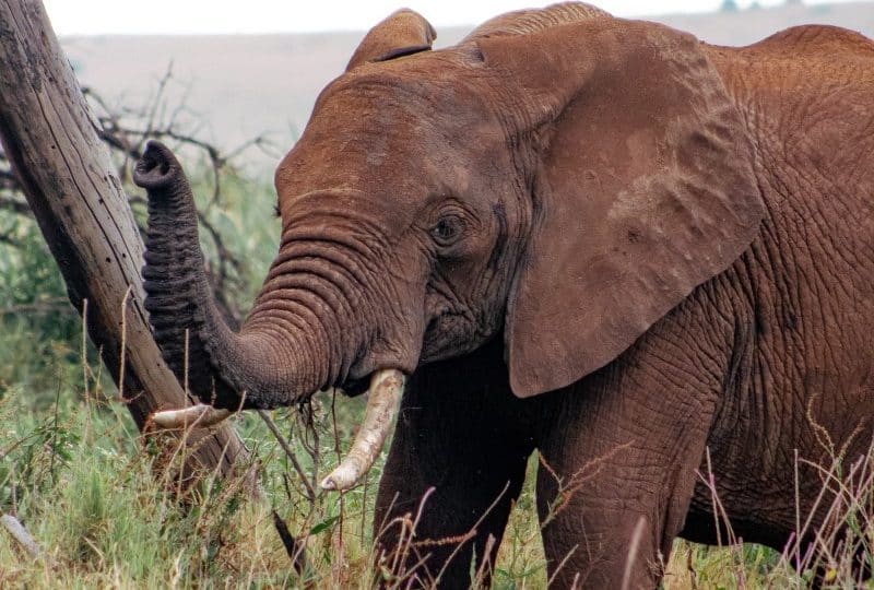 An African Elephant in the wild