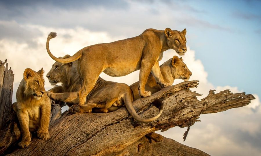 African Lions on a branch