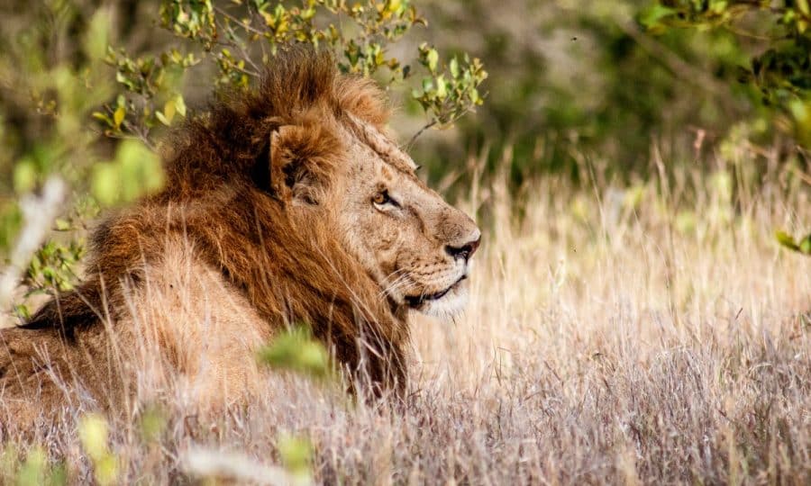 An adult African Lion lying down