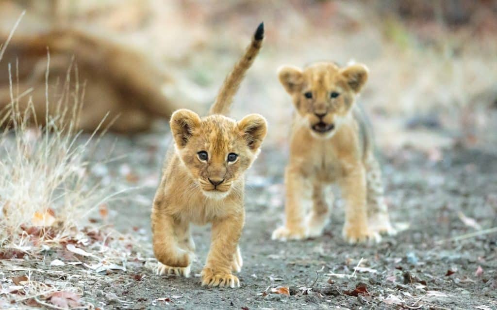 African Lion cubs