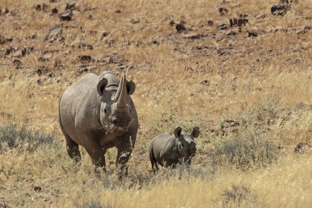 Black Rhino and calf