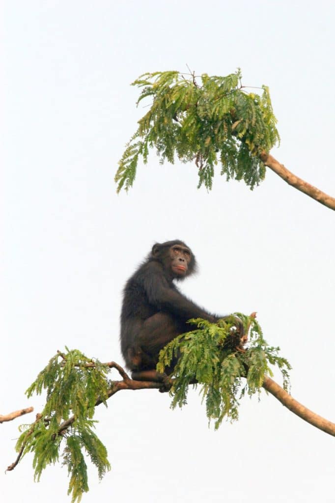 A Bonobo in the trees