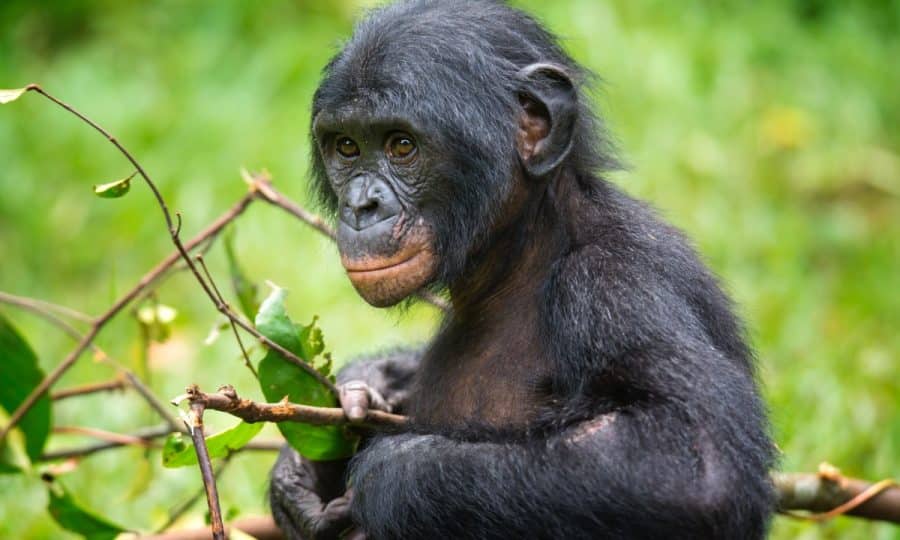 Portrait of a juvenile Bonobo