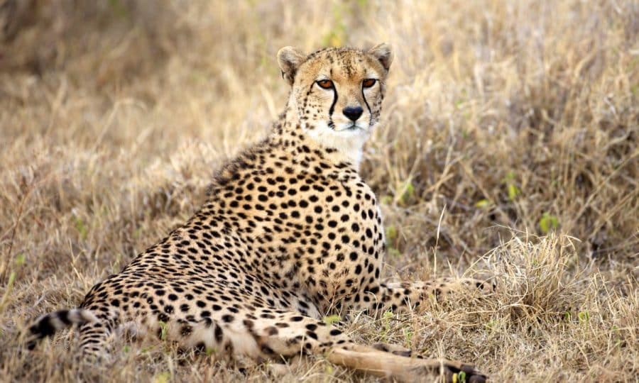 An adult Cheetah in the grass