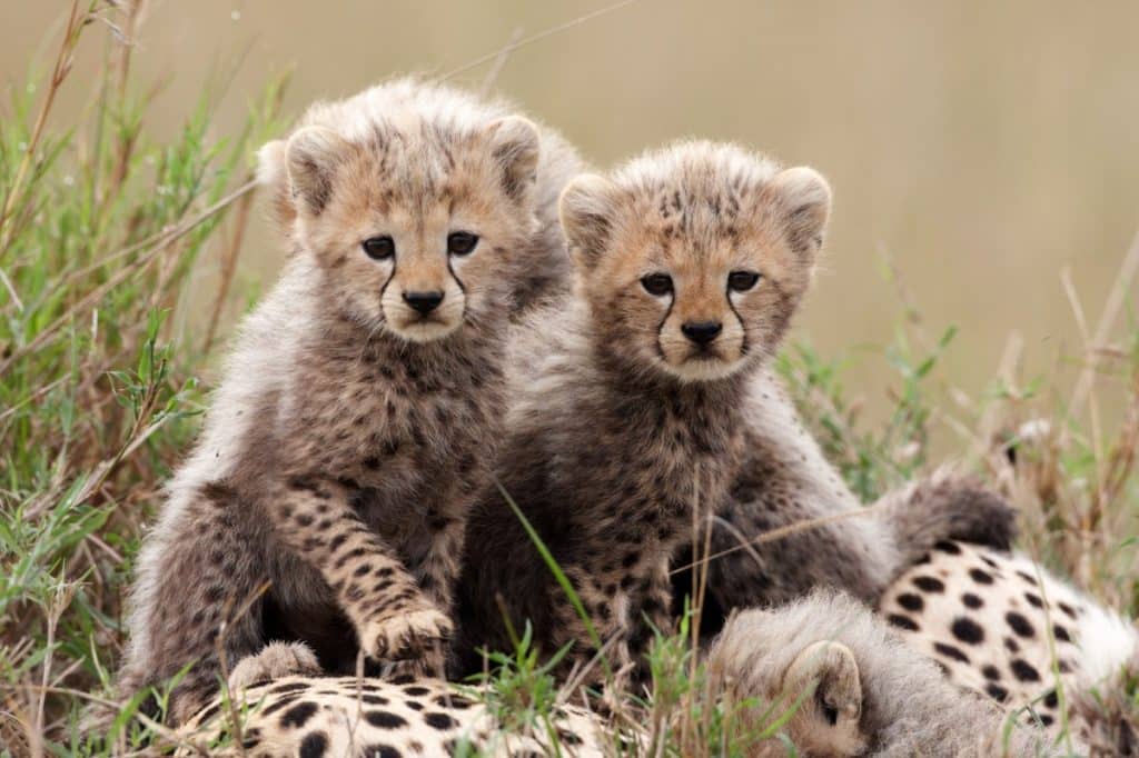 Three baby Cheetah cubs