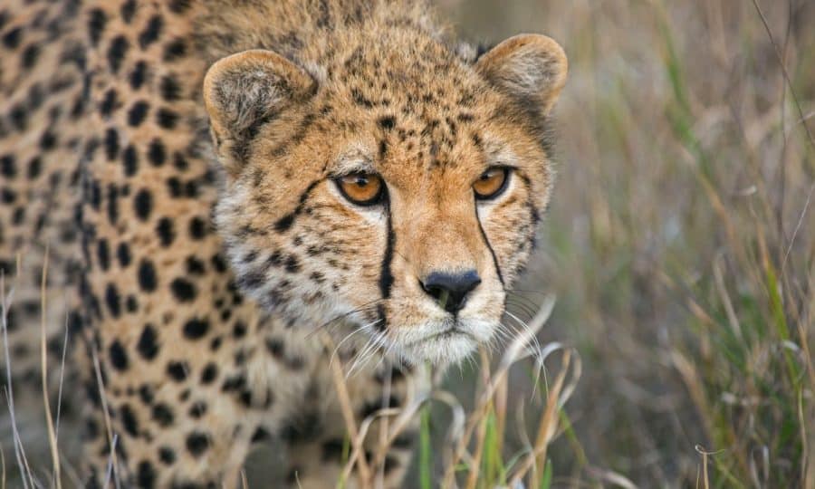 A Cheetah in the grass